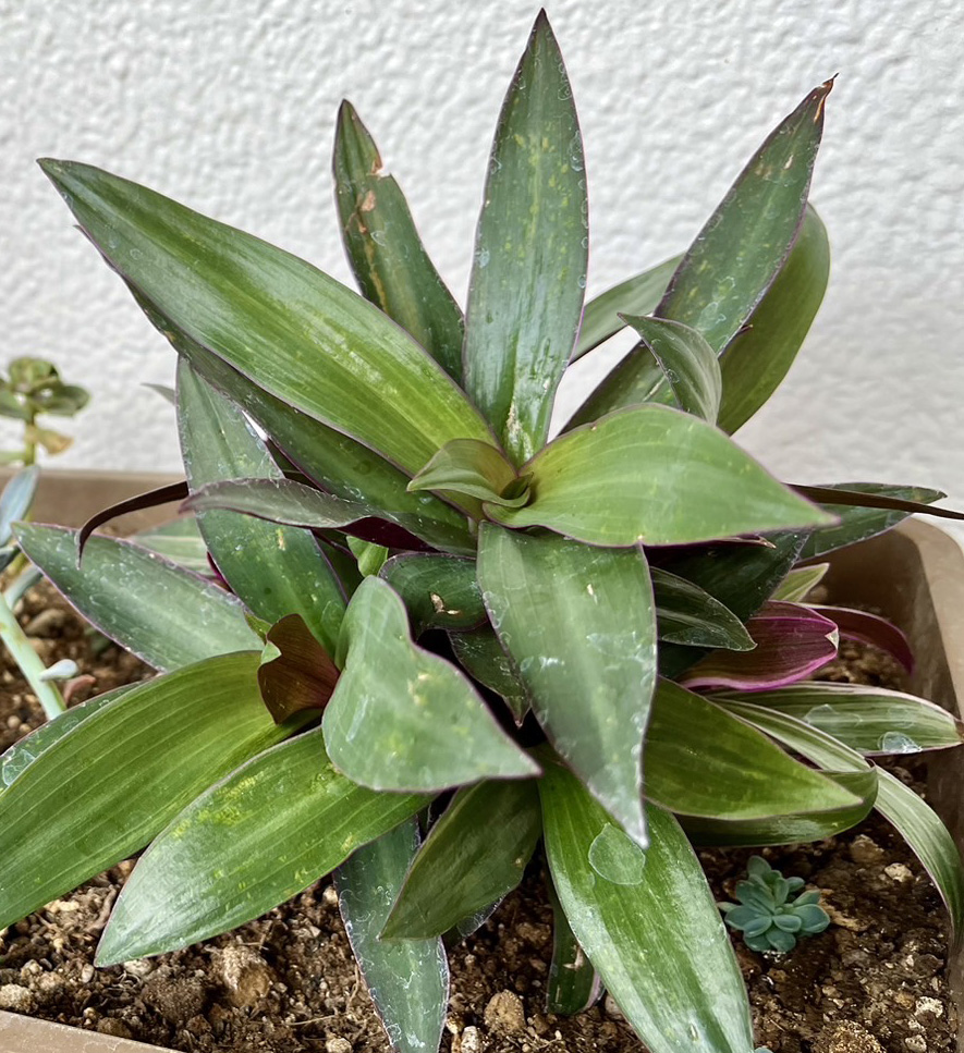Tradescantia spathacea